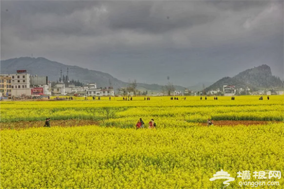 云南·罗平第七届国际花海自行车节3月3日举行[墙根网]