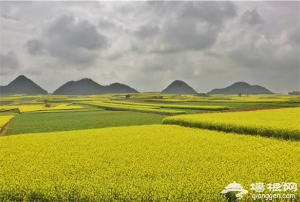 云南·罗平第七届国际花海自行车节3月3日举行[墙根网]