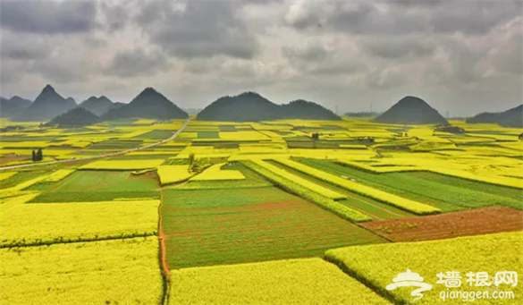 云南·罗平第七届国际花海自行车节3月3日举行[墙根网]