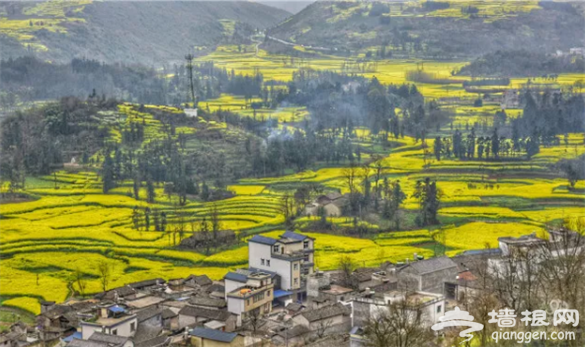 云南·罗平第七届国际花海自行车节3月3日举行[墙根网]