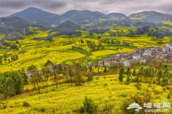 云南·罗平第七届国际花海自行车节3月3日举行[墙根网]