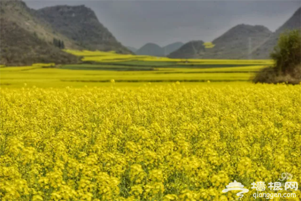 云南·罗平第七届国际花海自行车节3月3日举行[墙根网]