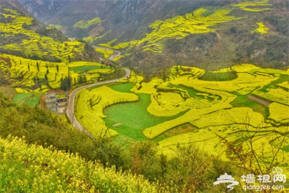 云南·罗平第七届国际花海自行车节3月3日举行[墙根网]