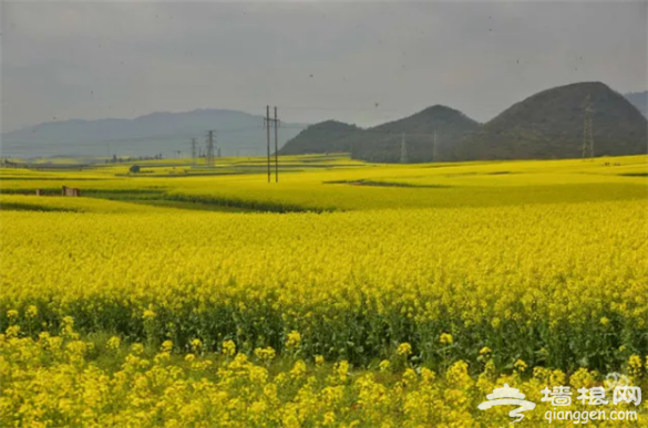 云南·罗平第七届国际花海自行车节3月3日举行[墙根网]