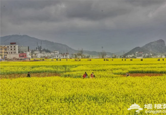 云南·罗平第七届国际花海自行车节3月3日举行