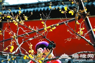 北京植物园卧佛寺内观赏进入花期的蜡梅