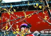 北京植物园卧佛寺内观赏进入花期的蜡梅