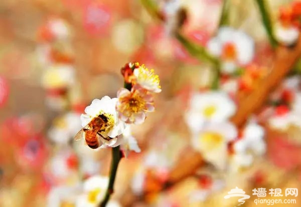 2019北京赏梅花的地方新鲜出炉 周末去把香气带回家~[墙根网]
