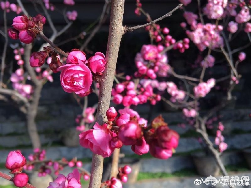 2019北京赏梅花的地方新鲜出炉 周末去把香气带回家~[墙根网]