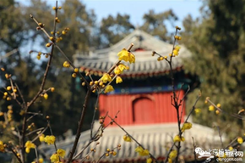 2019北京赏梅花的地方新鲜出炉 周末去把香气带回家~[墙根网]