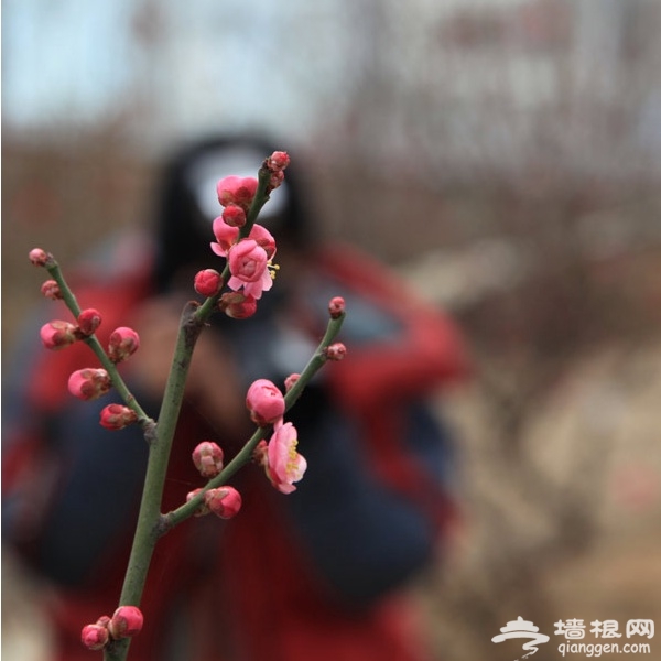品梅赏春 就来北京鹫峰国家森林公园[墙根网]