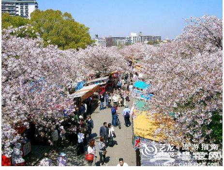 2018京城最大樱园 3月下旬即将开幕[墙根网]
