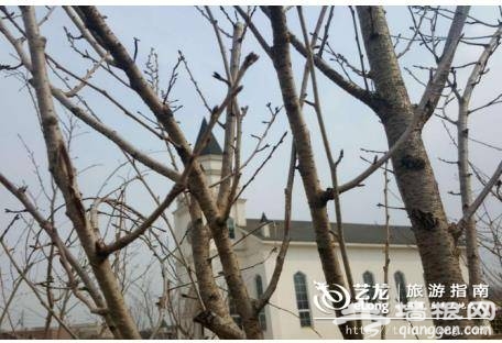 2018京城最大樱园 3月下旬即将开幕[墙根网]