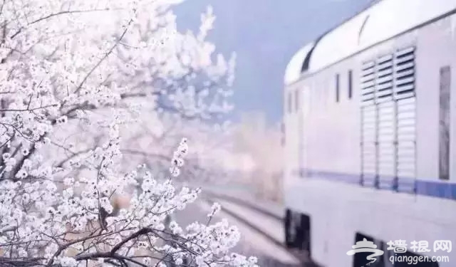 别去日本了！北京这趟6元小火车，带你穿越绝美樱花！沿途风景惊艳到哭！[墙根网]