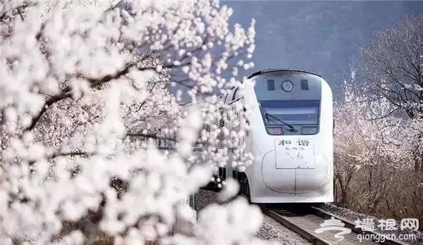 别去日本了！北京这趟6元小火车，带你穿越绝美樱花！沿途风景惊艳到哭！[墙根网]