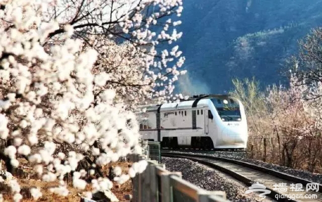 别去日本了！北京这趟6元小火车，带你穿越绝美樱花！沿途风景惊艳到哭！[墙根网]