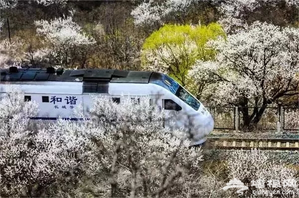 别去日本了！北京这趟6元小火车，带你穿越绝美樱花！沿途风景惊艳到哭！[墙根网]