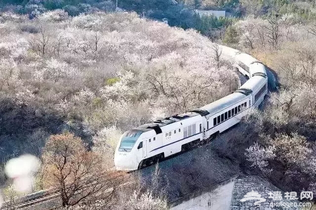 别去日本了！北京这趟6元小火车，带你穿越绝美樱花！沿途风景惊艳到哭！[墙根网]