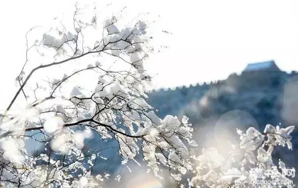 别去日本了！北京这趟6元小火车，带你穿越绝美樱花！沿途风景惊艳到哭！[墙根网]