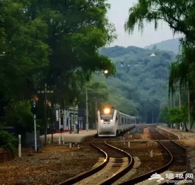 别去日本了！北京这趟6元小火车，带你穿越绝美樱花！沿途风景惊艳到哭！[墙根网]
