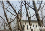 2018京城最大樱园 3月下旬即将开幕