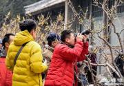 玉渊潭腊梅率先开放 游人纷纷拍照
