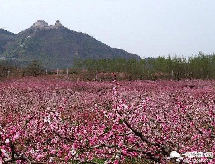 平谷桃花节，迎八方游客，赏醉美桃花[墙根网]
