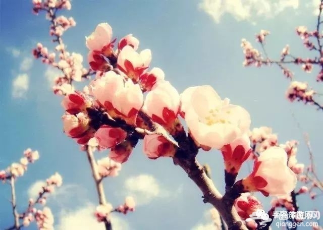 平谷桃花节，迎八方游客，赏醉美桃花[墙根网]