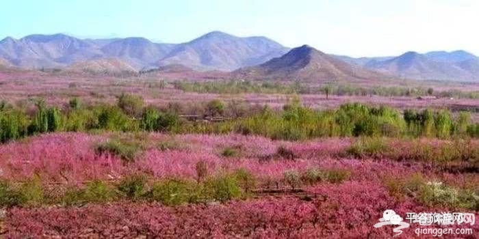 平谷桃花节，迎八方游客，赏醉美桃花[墙根网]