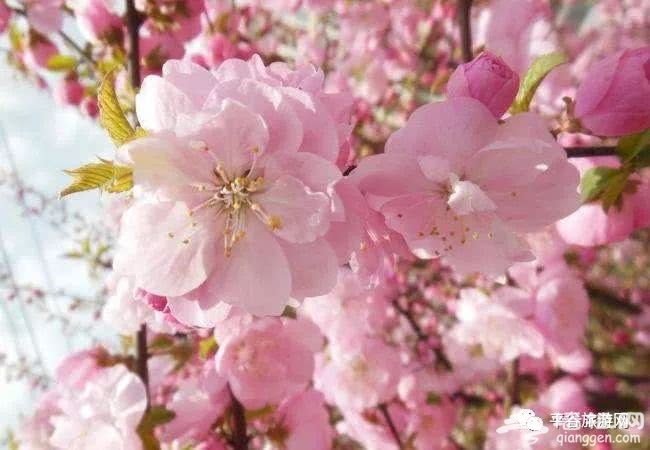 平谷桃花节，迎八方游客，赏醉美桃花[墙根网]