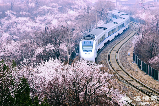 开往春天的列车 北京出发六元赏尽春花美景[墙根网]