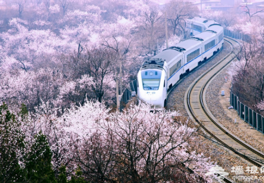 开往春天的列车 北京出发六元赏尽春花美景