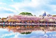 春暖花开：去玉渊潭欣赏浪漫樱花