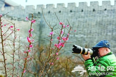 梅花迎春玉兰等早春花迎来绽放期[墙根网]