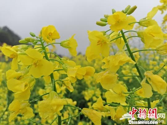 油菜花正盛开。　王昊昊 摄