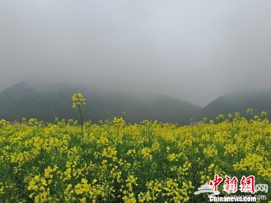 湖南油菜花年种植面积1900万亩以上。　王昊昊 摄