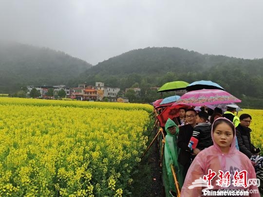 湖南油菜花年种植面积1900万亩以上。　王昊昊 摄