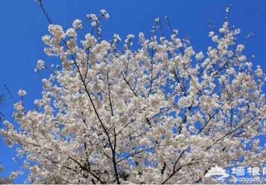 京城春季繁花似锦 去这几个地方赏尽百花
