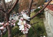 北海公园阐福寺山桃花开 赏花游园两相宜