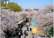 北京最大樱花园下周举办首届樱花节