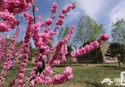 2019年春天北京东城区哪里能赏花？