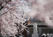北京大学校园内樱花盛开 吸引同学驻足拍照