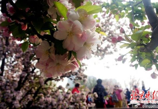 北京迎来赏花佳期 迎春、山桃等早春花卉陆续开放