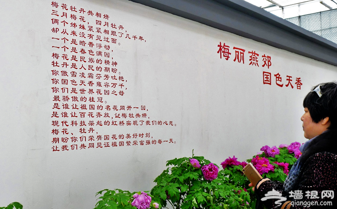 感受春天气息 京津冀3.6万人次燕郊植物园观赏梅花[墙根网]