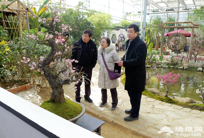 感受春天气息 京津冀3.6万人次燕郊植物园观赏梅花[墙根网]