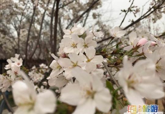 天津最美的樱花在哪里，这里看过来！