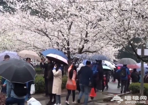 警察逮捕樱花黄牛 出动上百警力