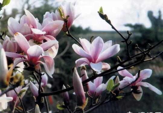 潭柘寺二乔玉兰观赏季到了，3月31日—4月8日，看好时间，去赏花吧！