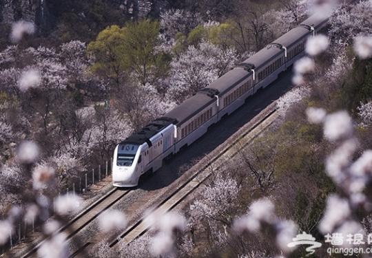 北京这趟8元小火车 带你穿越绝美樱花海！