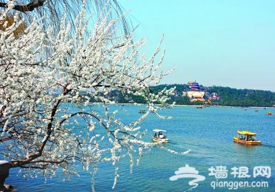 颐和园西堤山桃花盛开 众多游客踏春赏花